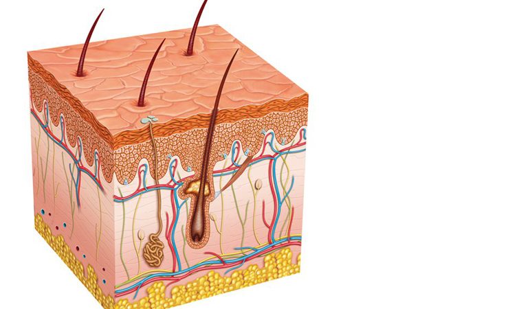 وظائف الجلد في الإنسان تصنيع فيتامين