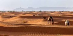 البواردي وش يرجع ، أصل عائلة البواردي من وين