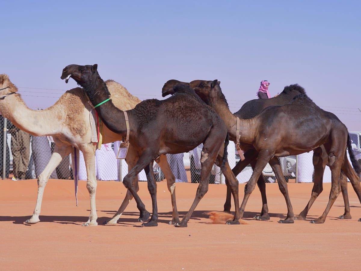 نتائج مهرجان الملك عبدالعزيز للإبل 1443