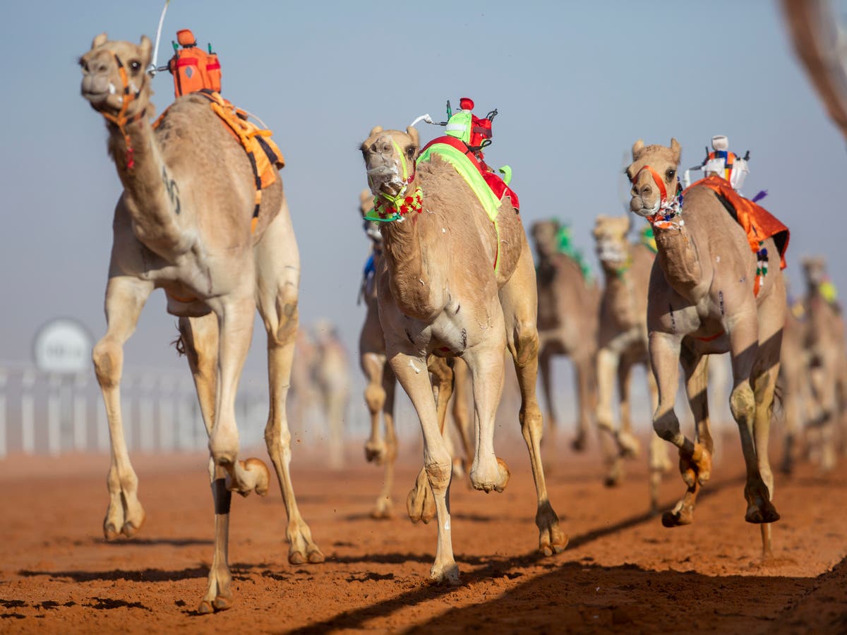 كم تبلغ قيمة جوائز مهرجان الملك عبدالعزيز للإبل السعودية 1443