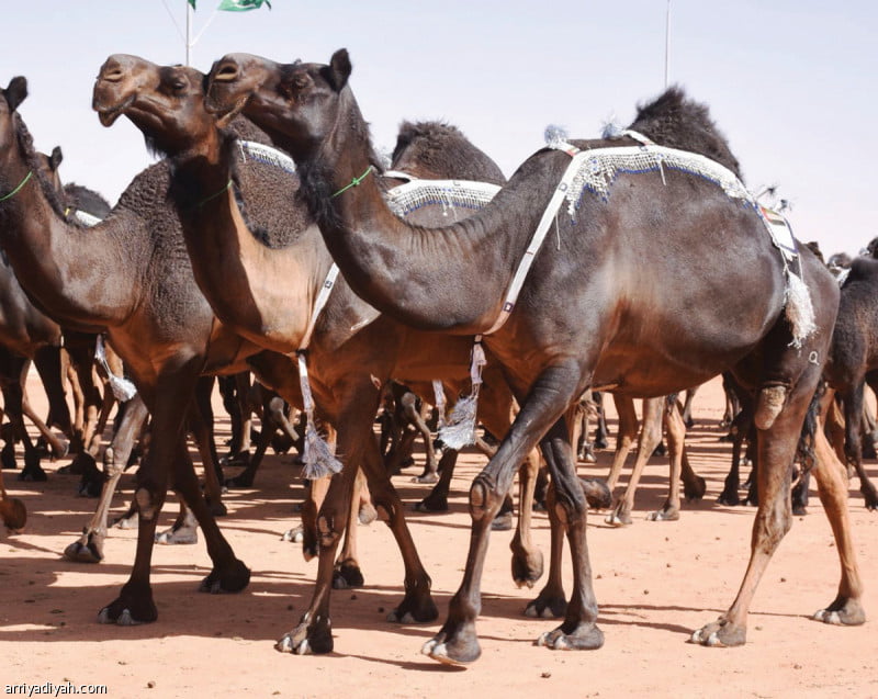 كم جائزة الشداد في مهرجان الملك عبدالعزيز