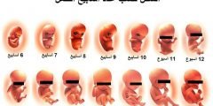 مراحل نمو الأجنة منذ الشهر الأول حتى الولادة