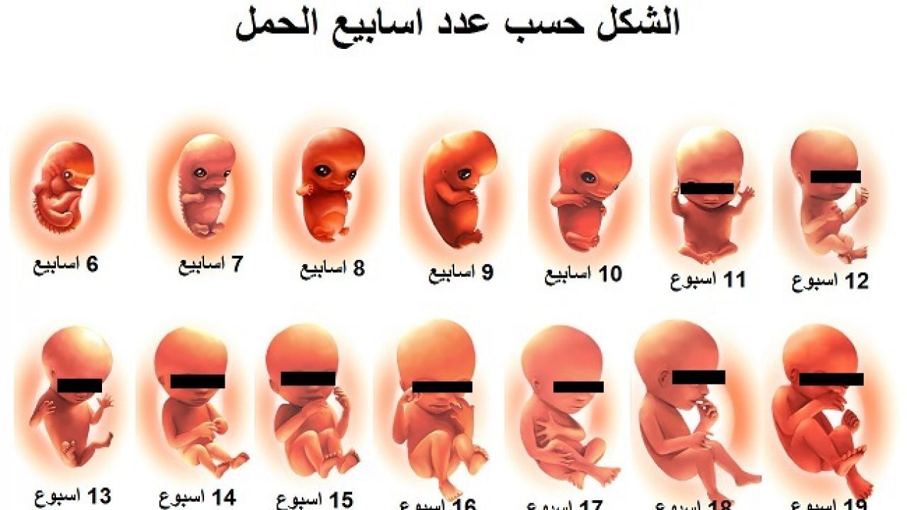 مراحل نمو الأجنة منذ الشهر الأول حتى الولادة