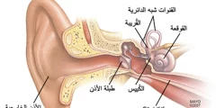 اي الاجزاء التالية جزء من الاذن الداخلية