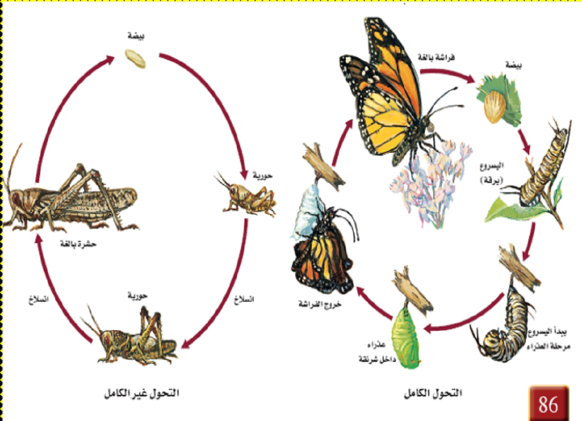 اي المخلوقات الحيه الاتيه يمر بمرحله التحول